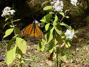 DSC02321 One butterfly.jpg